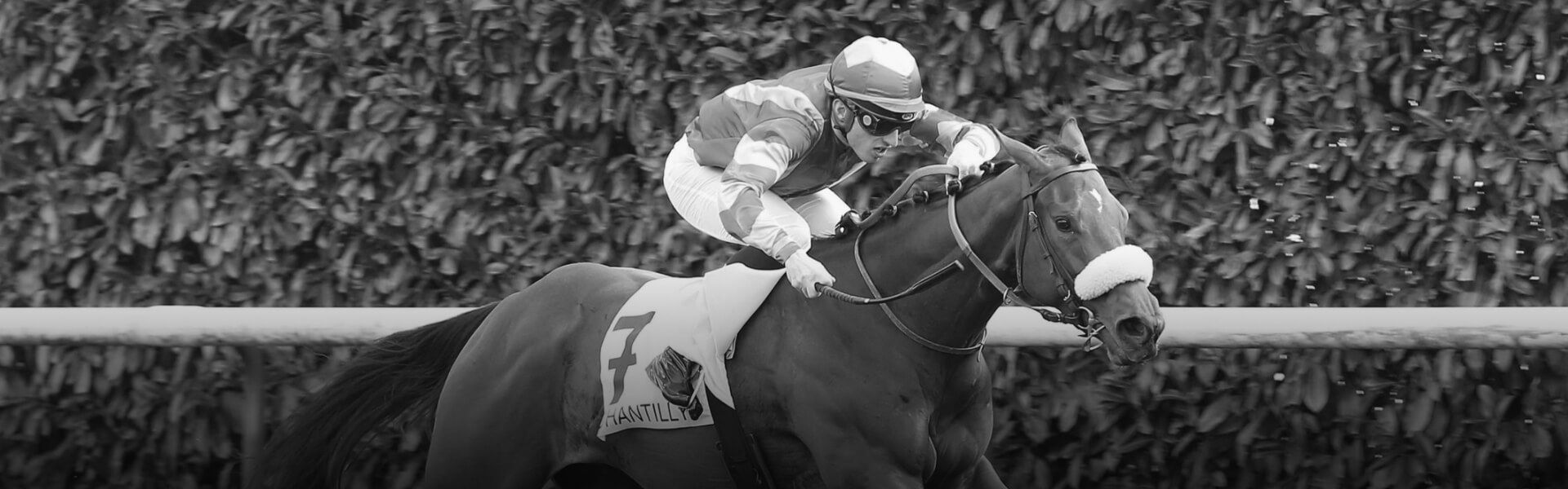 Chevaux à l'entrainement